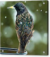 The Starling Bird Portrait Acrylic Print
