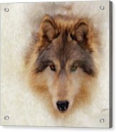 The Wolf Acrylic Print