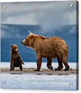 Thekamchatkabrownbear, Mother With Cubs Acrylic Print