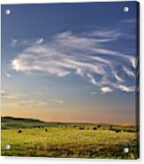 Theodore Roosevelt Np North Unit - Bison With Beautiful Clouds Acrylic Print