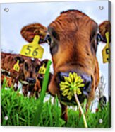 This Smells Delicious #1- Calf Smelling Dandelion Flower In Spring Pasture Acrylic Print