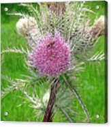 Thistle Acrylic Print