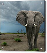 Threatening Elephant Loxodonta Africana Acrylic Print