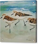 Three Birds At The Beach Acrylic Print