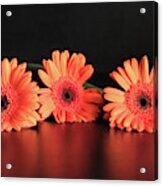 Three Gerberas Acrylic Print