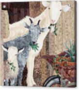 Three Goats And A Wheelbarrow Acrylic Print