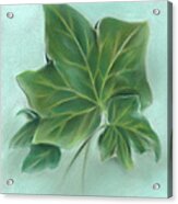 Three Green Ivy Leaves Acrylic Print