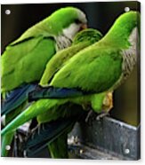 Three Monk Parakeets Perched On A Fence Acrylic Print