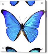 Three Morpho Butterflies Acrylic Print