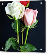 Three Roses The Flower Of Love Acrylic Print