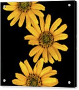 Three Sunflowers Acrylic Print