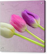 Three Tulips  0947 Acrylic Print