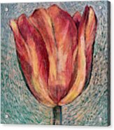 Thuya Tulip Acrylic Print