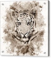 Tiger 4 Acrylic Print
