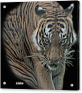 Tiger 6 Acrylic Print