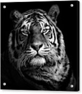 Tiger Acrylic Print