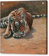 Tiger Cub Heat Of The Day Acrylic Print