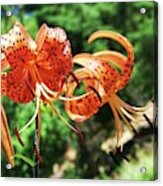 Tiger Lilies Acrylic Print