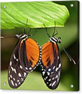 Tiger Longwing Butterfly, Costa Rica Acrylic Print