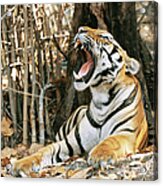 Tiger Panthera Tigris Tigris Yawning Acrylic Print
