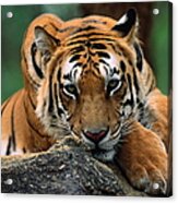 Tiger Resting On Rocky Outcrop, Close-up Acrylic Print
