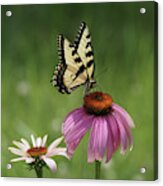 Tiger Swallowtail Butterfly And Coneflowers Acrylic Print