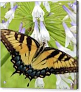 Tiger Swallowtail Ii Acrylic Print