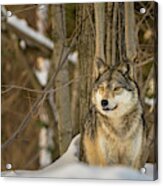 Timberwolf In Snowy Woodland Wv8985 Acrylic Print