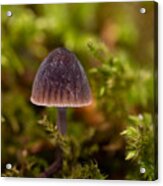 Tiny Mushroom Acrylic Print