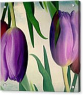 Topsy Turvy Tulips Acrylic Print