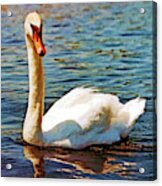 Torch Lake Swan Acrylic Print