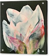 Transparent Tulip Acrylic Print