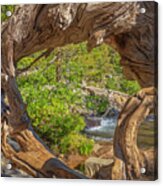 Tree At Upper Eagle Falls Lake Tahoe Acrylic Print