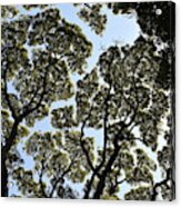 Tree Canopy Acrylic Print