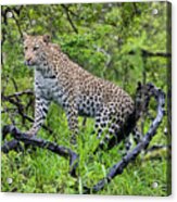 Tree Climbing Leopard Acrylic Print