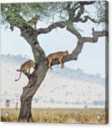Tree Climbing Lions Acrylic Print