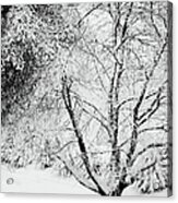 Tree During Snow Storm Acrylic Print
