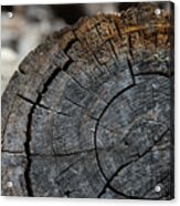 Tree Rings Acrylic Print