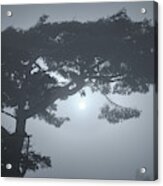 Coastal Tree Series 3 Of 7 Acrylic Print