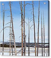 Tree Trunks In Snow With Blue Sky In Acrylic Print