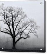 Trees In Fog # 2 Acrylic Print