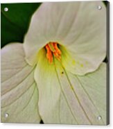 Trillium Closeup Acrylic Print