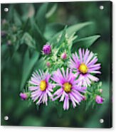 Trio Of New England Aster Blooms Acrylic Print
