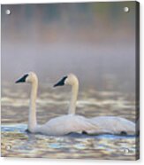 Trumpeter Swans, Magness Lake, Arkansas Acrylic Print