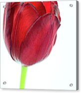 Tulip Exterior Acrylic Print