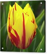 Tulip (tulipa 'mickey Mouse') Acrylic Print
