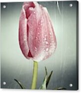 Tulipan Acrylic Print