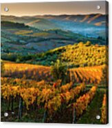 Tuscany, Chianti, Vineyards, Italy Acrylic Print