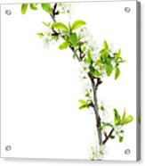 Twig Of Cherry Blossoms Isolated On Acrylic Print