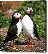 Twin Birds - What Ya Doin Photograph by Jim Lott - Pixels
